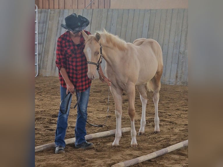 American Paint Horse Hengst Fohlen (03/2026) 155 cm  in Obertaufkirchen