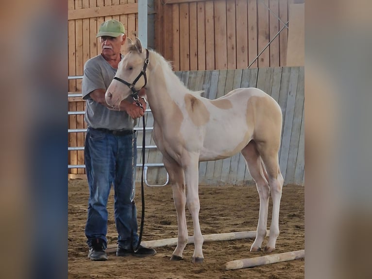 American Paint Horse Hengst Fohlen (03/2026) 155 cm  in Obertaufkirchen