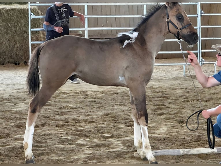 American Paint Horse Hengst Fohlen (03/2026) 155 cm  in Obertaufkirchen