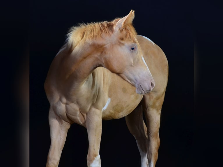 American Paint Horse Hengst Fohlen (02/2025) 156 cm Schecke in Schwindegg