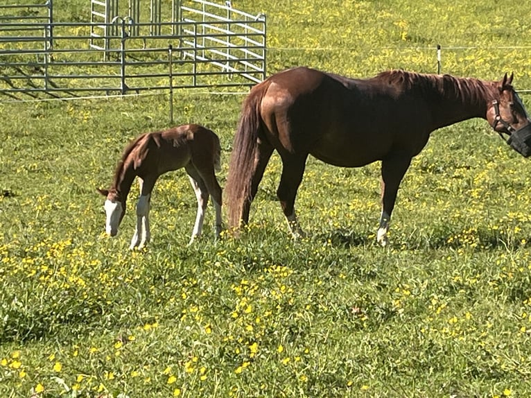 American Paint Horse Hengst Fohlen (05/2026) 158 cm Overo-alle-Farben in Haldenwang