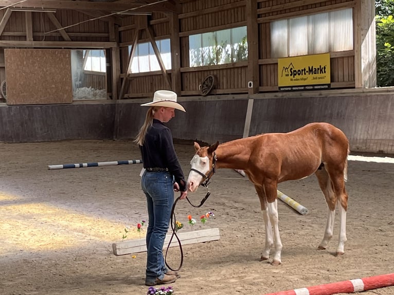 American Paint Horse Hengst Fohlen (05/2026) 158 cm Overo-alle-Farben in Haldenwang