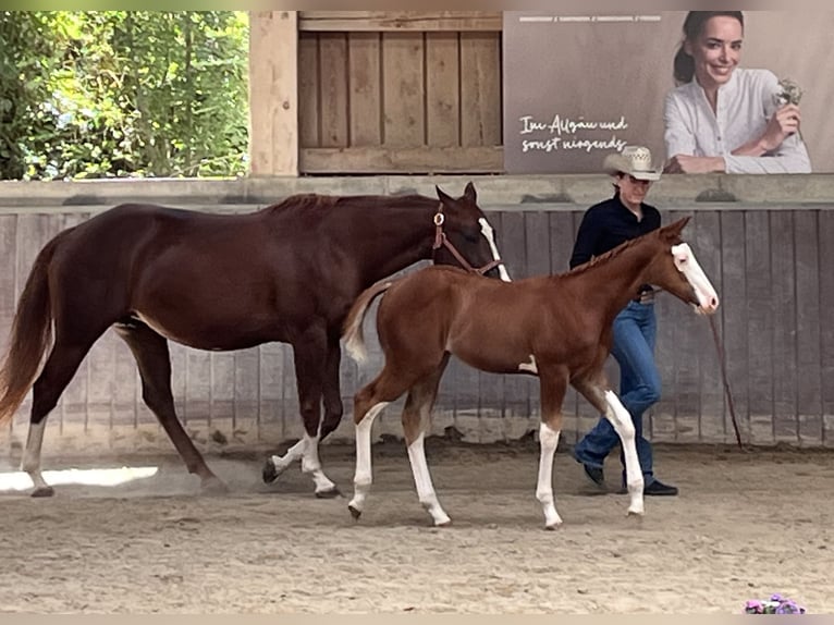American Paint Horse Hengst Fohlen (05/2026) 158 cm Overo-alle-Farben in Haldenwang
