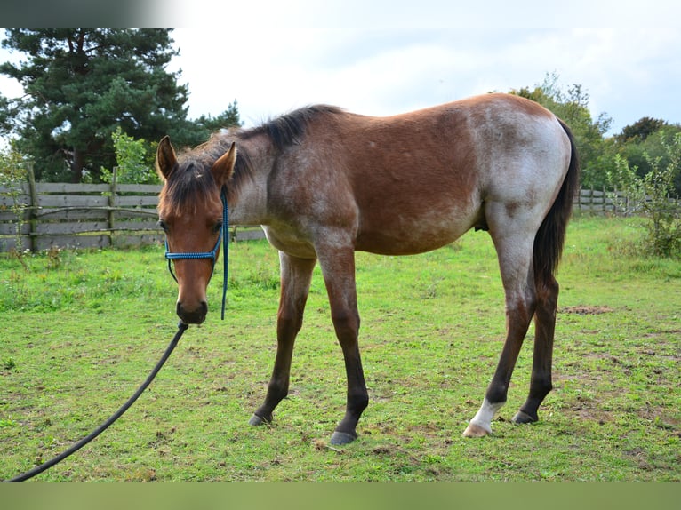 American Paint Horse Mix Hengst Fohlen (03/2025) 160 cm Roan-Bay in Walewice