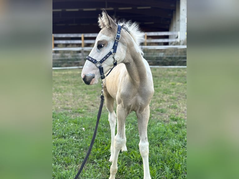 American Paint Horse Mix Hengst Fohlen (06/2026) 160 cm Schecke in Deggingen