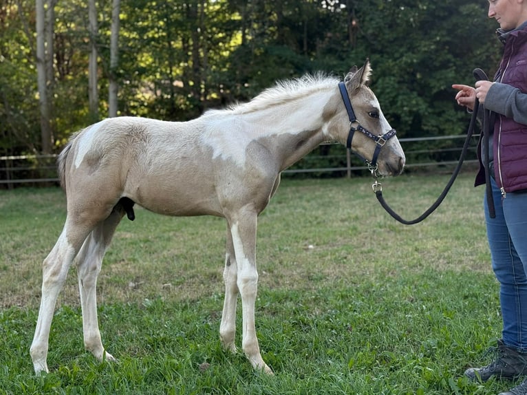 American Paint Horse Mix Hengst Fohlen (06/2026) 160 cm Schecke in Deggingen