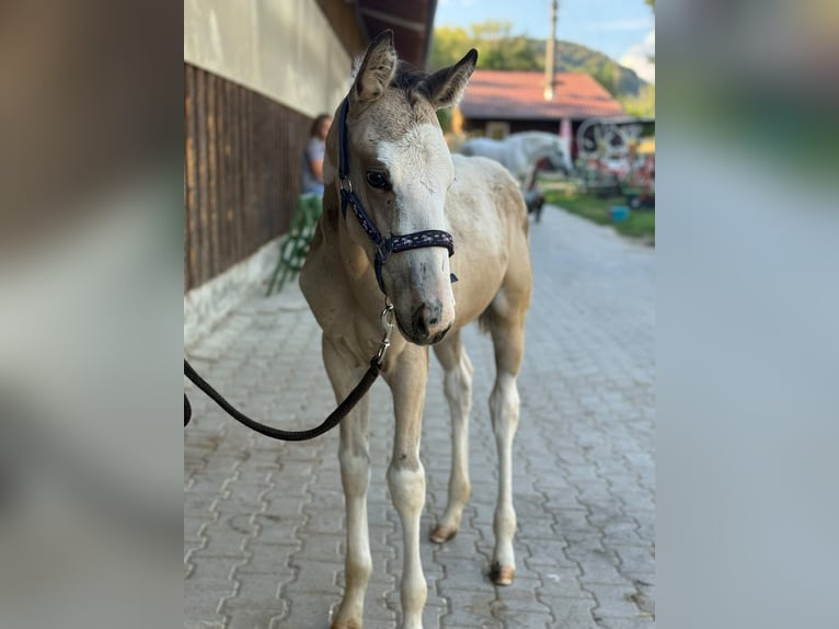 American Paint Horse Mix Hengst Fohlen (06/2026) 160 cm Schecke in Deggingen