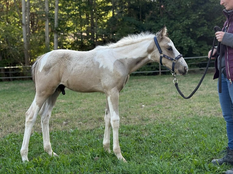 American Paint Horse Mix Hengst Fohlen (06/2026) 160 cm Schecke in Deggingen