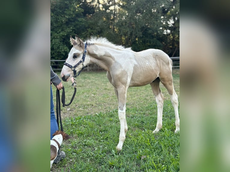 American Paint Horse Mix Hengst Fohlen (06/2026) 160 cm Schecke in Deggingen