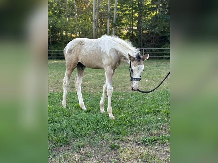 American Paint Horse Mix Hengst Fohlen (06/2026) 160 cm Schecke in Deggingen