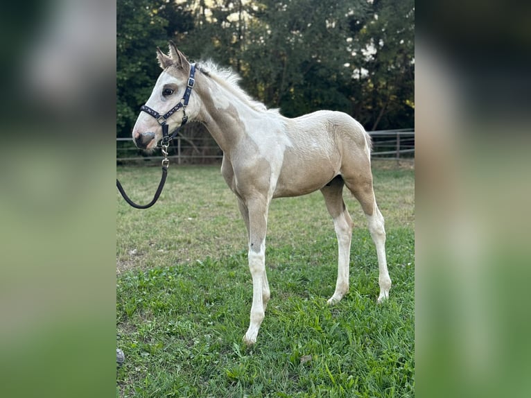American Paint Horse Mix Hengst Fohlen (06/2026) 160 cm Schecke in Deggingen