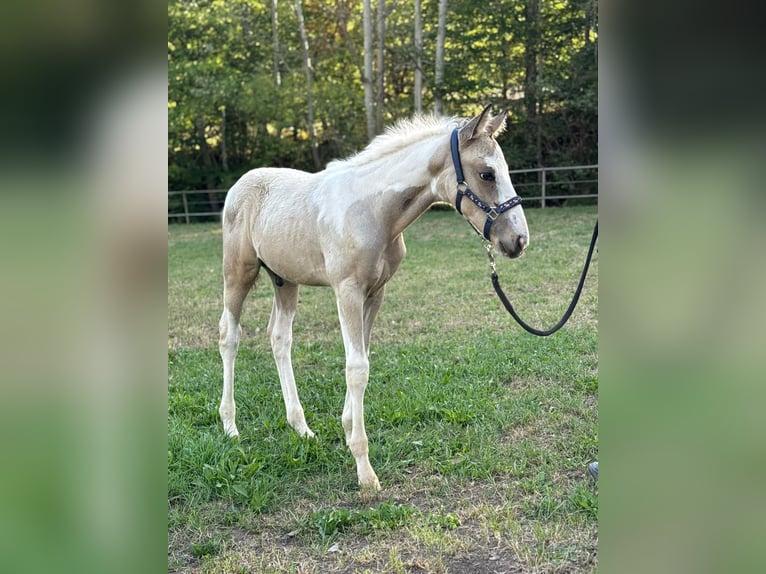 American Paint Horse Mix Hengst Fohlen (06/2026) 160 cm Schecke in Deggingen