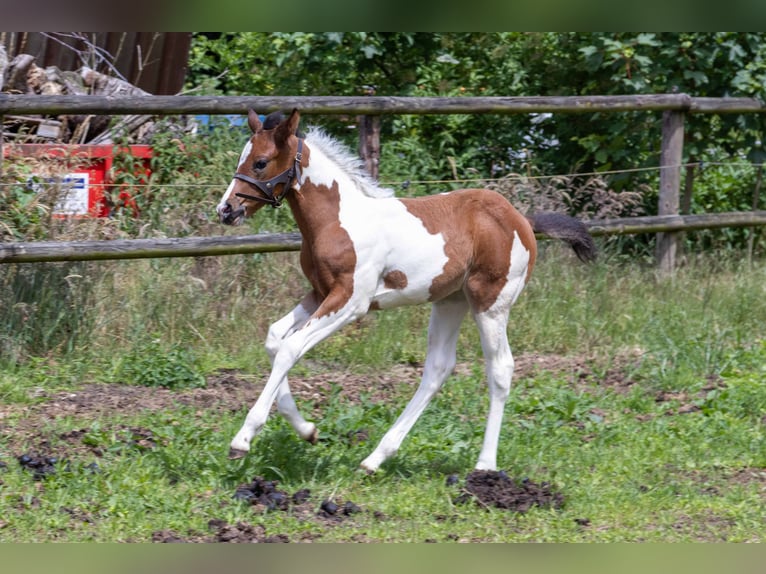American Paint Horse Hengst Fohlen (05/2026) 160 cm Tobiano-alle-Farben in Straelen