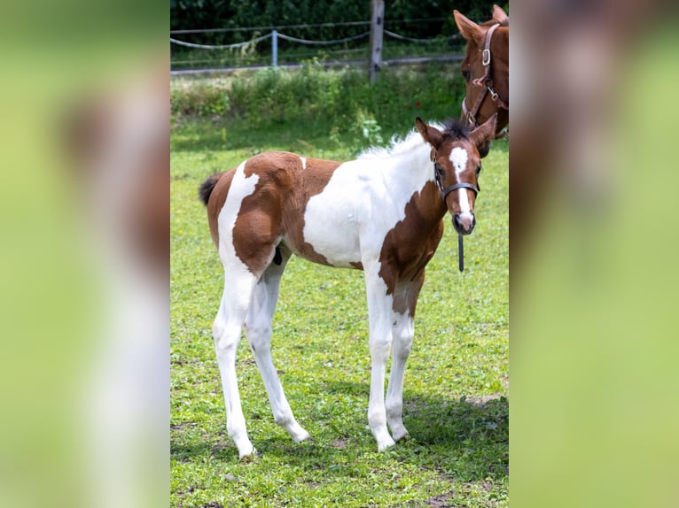 American Paint Horse Hengst Fohlen (05/2026) 160 cm Tobiano-alle-Farben in Straelen