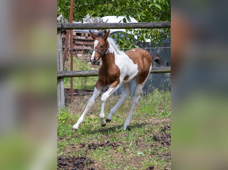 American Paint Horse Hengst Fohlen (05/2026) 160 cm Tobiano-alle-Farben in Straelen
