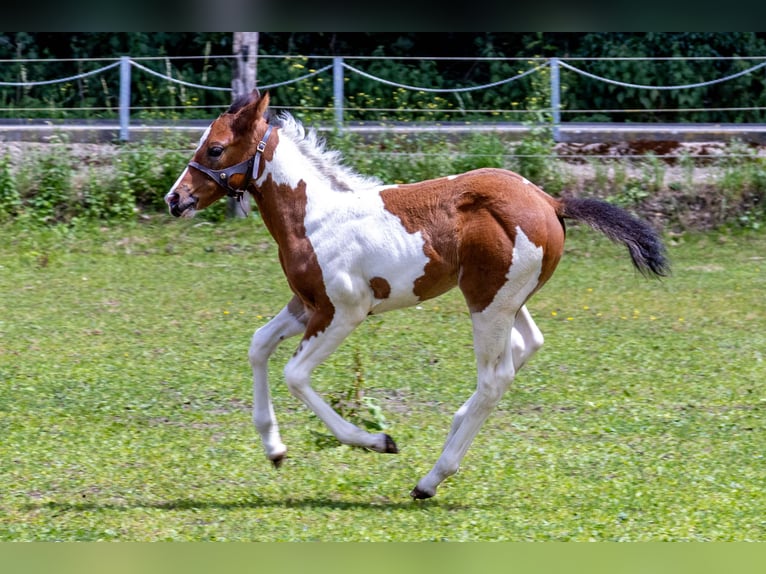 American Paint Horse Hengst Fohlen (05/2026) 160 cm Tobiano-alle-Farben in Straelen