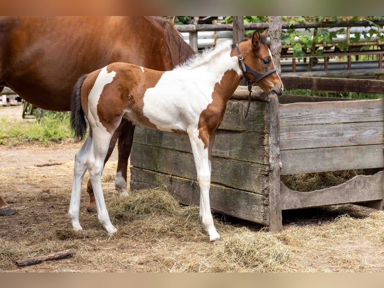 American Paint Horse Hengst Fohlen (05/2026) 160 cm Tobiano-alle-Farben in Straelen