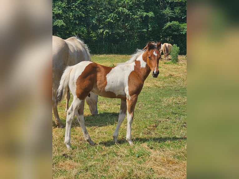 American Paint Horse Hengst Fohlen (04/2026) 160 cm Tobiano-alle-Farben in Ascheberg
