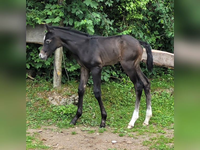American Paint Horse Hengst Fohlen (06/2026) Kann Schimmel werden in Ellgau