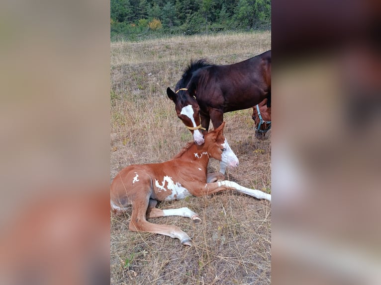 American Paint Horse Hengst Fohlen (05/2026) Overo-alle-Farben in Slovakia