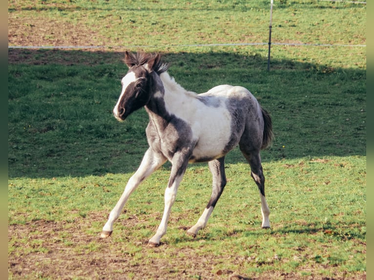 American Paint Horse Hengst Fohlen (04/2025) Roan-Blue in Haldenwang