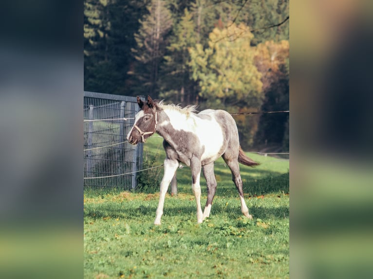 American Paint Horse Hengst Fohlen (04/2025) Roan-Blue in Haldenwang