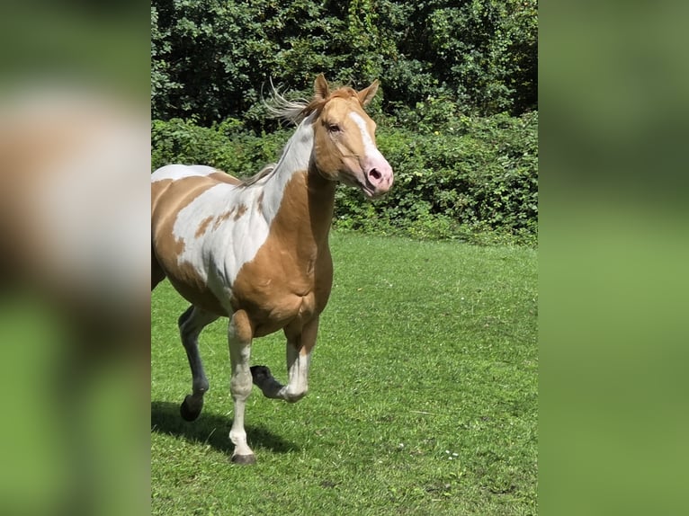American Paint Horse Mix Hengst Fohlen (03/2026) Tobiano-alle-Farben in Essen