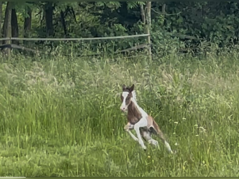 American Paint Horse Hengst Fohlen (05/2025) Tobiano-alle-Farben in Rauenberg