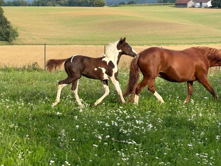 American Paint Horse Hengst Fohlen (04/2025) Tobiano-alle-Farben in Arnstorf