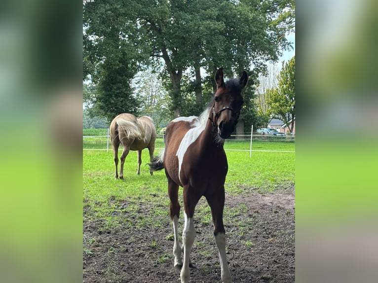 American Paint Horse Mix Hengst Fohlen (05/2025) Tobiano-alle-Farben in Bar&#xDF;el