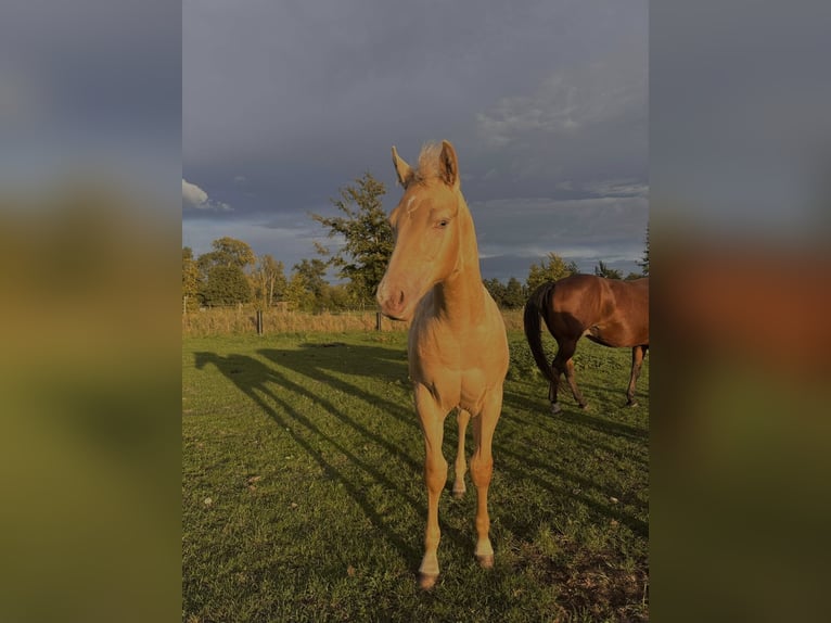 American Paint Horse Hengst Fohlen (05/2025) in Meerhout