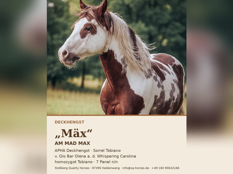 American Paint Horse Hengst Gevlekt-paard in Haldenwang