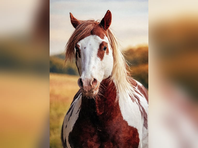 American Paint Horse Hengst Gevlekt-paard in Haldenwang