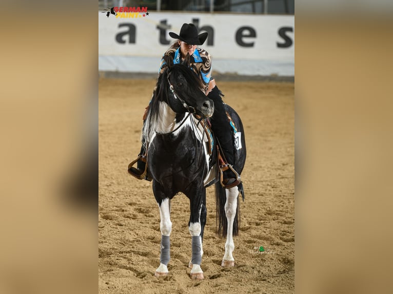 American Paint Horse Hengst Gevlekt-paard in Heinrichsthal