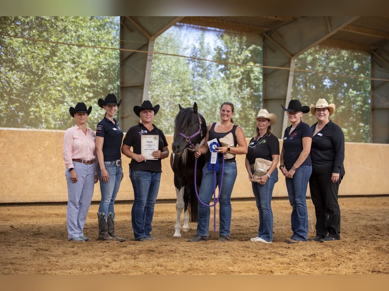 American Paint Horse Hengst Gevlekt-paard in Heinrichsthal