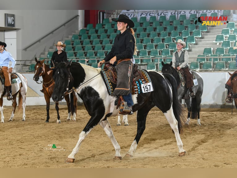 American Paint Horse Hengst Gevlekt-paard in Heinrichsthal