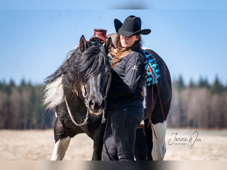 American Paint Horse Hengst Gevlekt-paard in Heinrichsthal