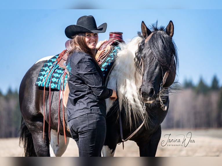 American Paint Horse Hengst Gevlekt-paard in Heinrichsthal