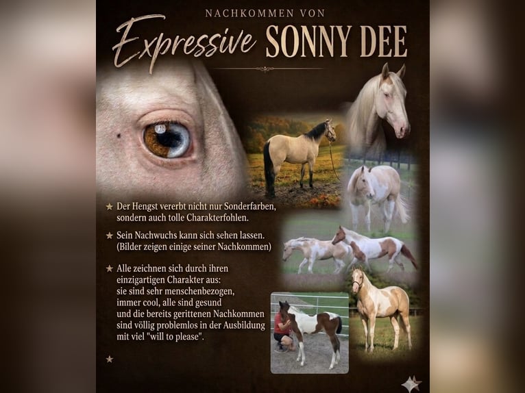 American Paint Horse Hengst Overo-alle-Farben in Schkeuditz