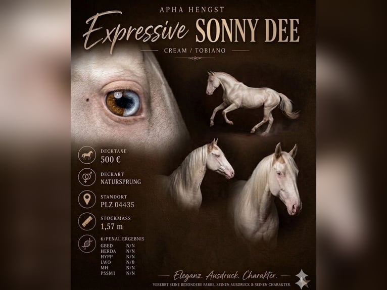 American Paint Horse Hengst Overo-alle-Farben in Schkeuditz