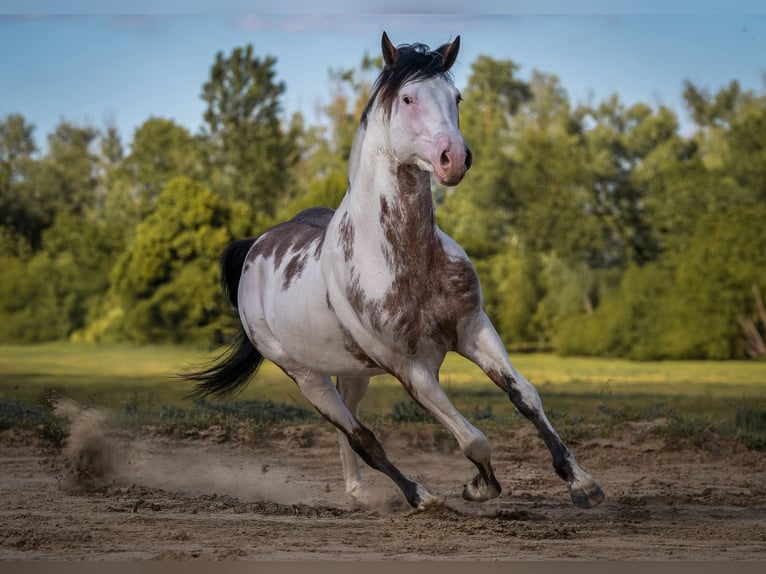 American Paint Horse Hengst Overo-alle-Farben in Ascheberg