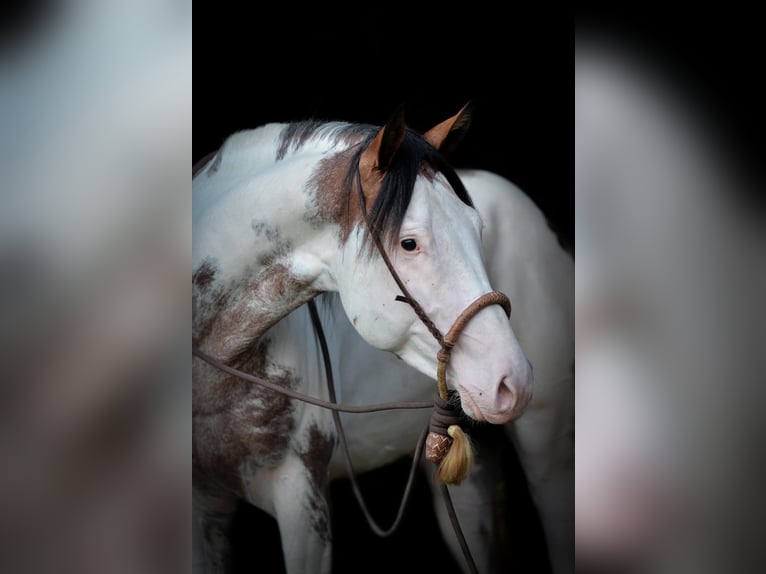 American Paint Horse Hengst Overo-alle-Farben in Ascheberg