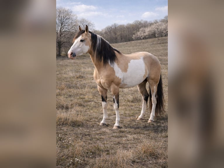 American Paint Horse Hengst Overo-alle-Farben in Laubach