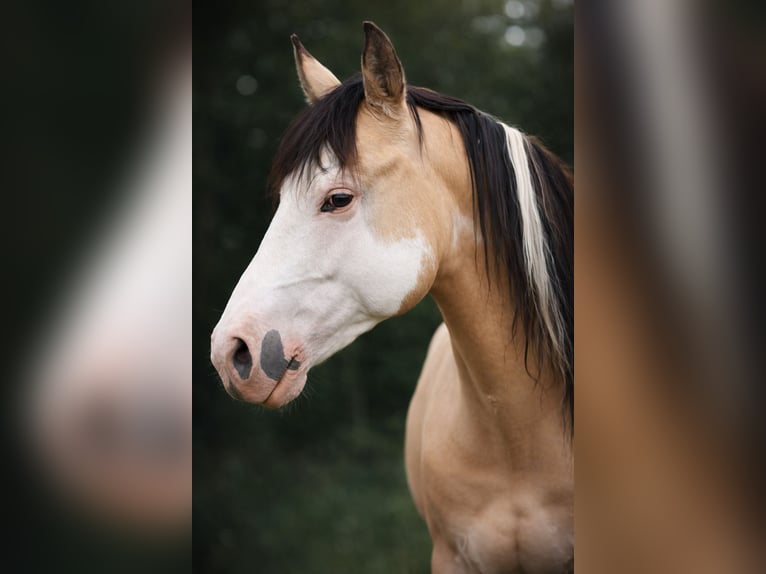 American Paint Horse Hengst Overo-alle-kleuren in Laubach