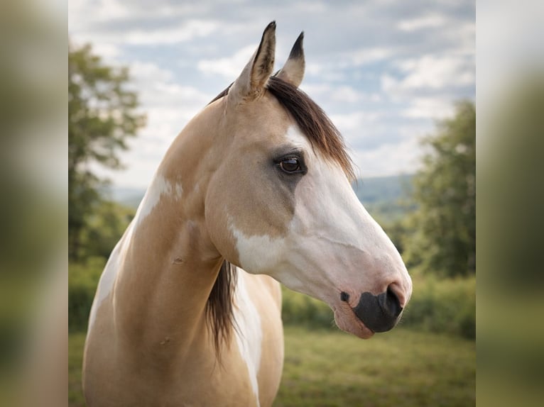 American Paint Horse Hengst Overo-alle-kleuren in Laubach