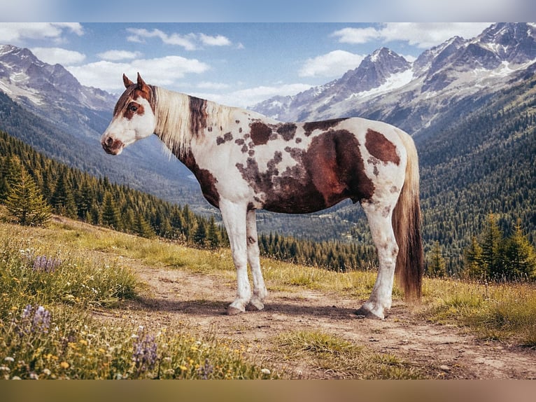 American Paint Horse Hengst Schecke in Haldenwang