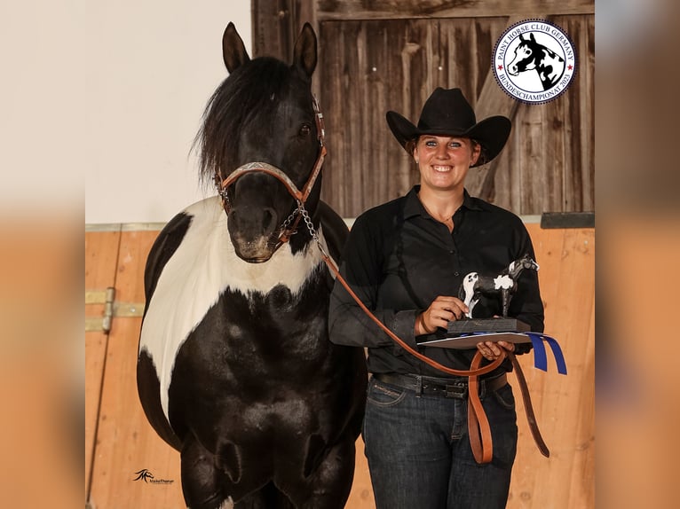 American Paint Horse Hengst Schecke in Heinrichsthal