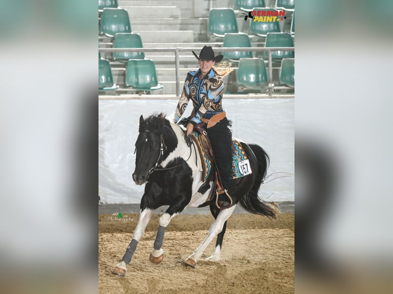 American Paint Horse Hengst Schecke in Heinrichsthal