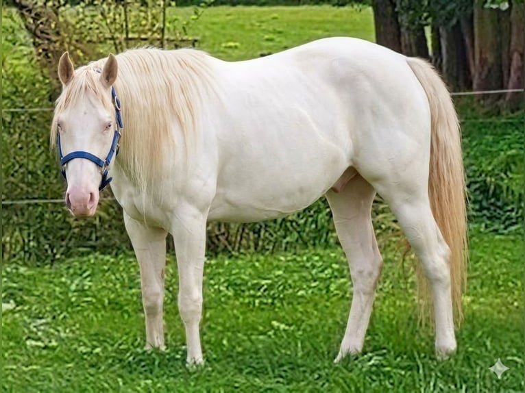 American Paint Horse Hengst Tovereo-alle-kleuren in Ganzlin