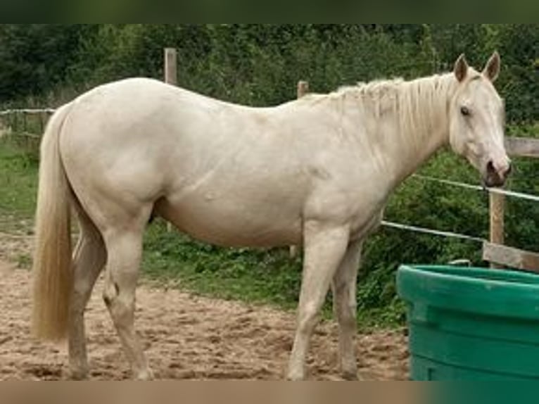 American Paint Horse Hengst Tovero-alle-Farben in Ganzlin